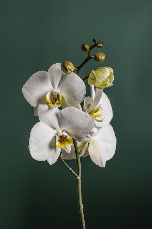 Discover the M&S flower market 
